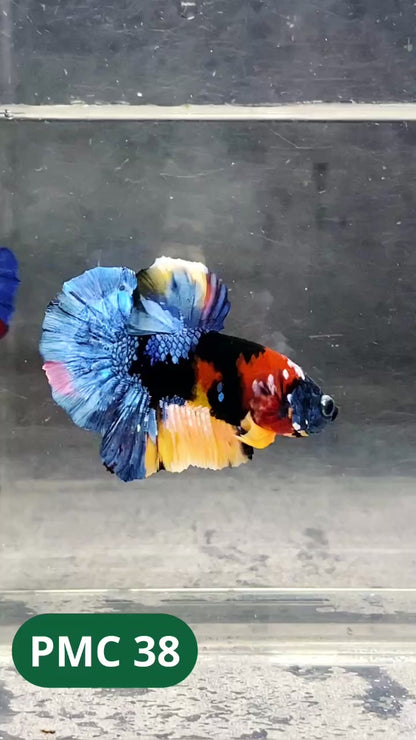 Multicolor Plakat Male Betta Fish |Show Grade|  You Pick Fish
