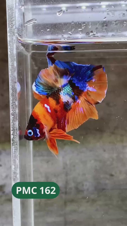 Multicolor Plakat Male Betta Fish |Show Grade|  You Pick Fish