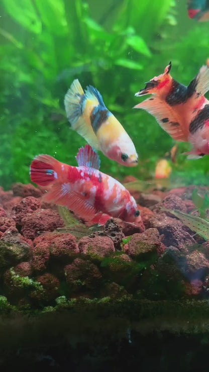 Koi Nemo Pink Female Betta Fish Sorority | Successful Sorority Pack