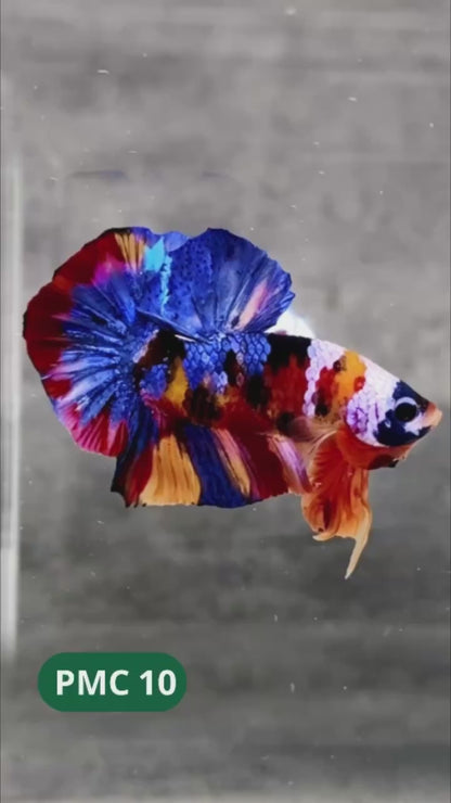 Multicolor Plakat Male Betta Fish |Show Grade|  You Pick Fish