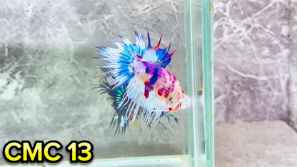 Crowntail Multicolor Male Betta Fish | High Grade | You Pick Fish |