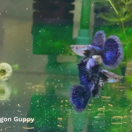 Blue Dragon Guppy Fish