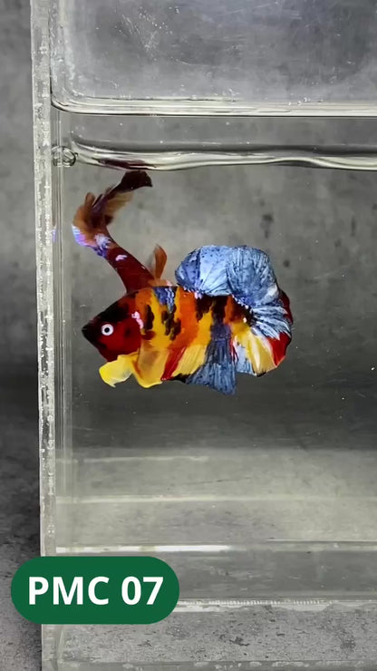 Multicolor Plakat Male Betta Fish |Show Grade|  You Pick Fish