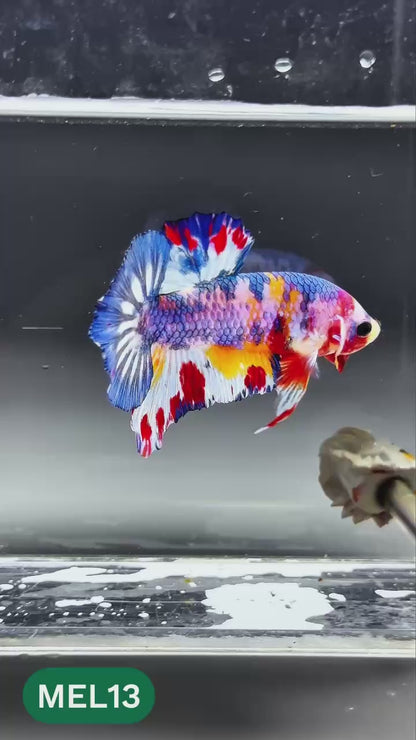 Multicolor Metallic Plakat Male Betta Fish | You Pick Fish | Exclusive Grade