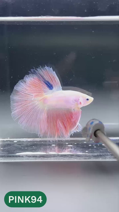 Pink Halfmoon Male Betta Fish | You Pick Fish | Order Directly From Farm