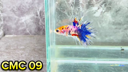 Crowntail Multicolor Male Betta Fish | High Grade | You Pick Fish |