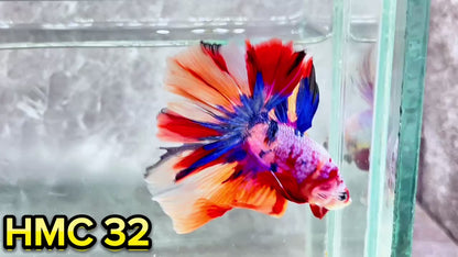 Multicolor Halfmoon Male Betta Fish | High Grade | Order Directly From Farm|  You Pick Fish |