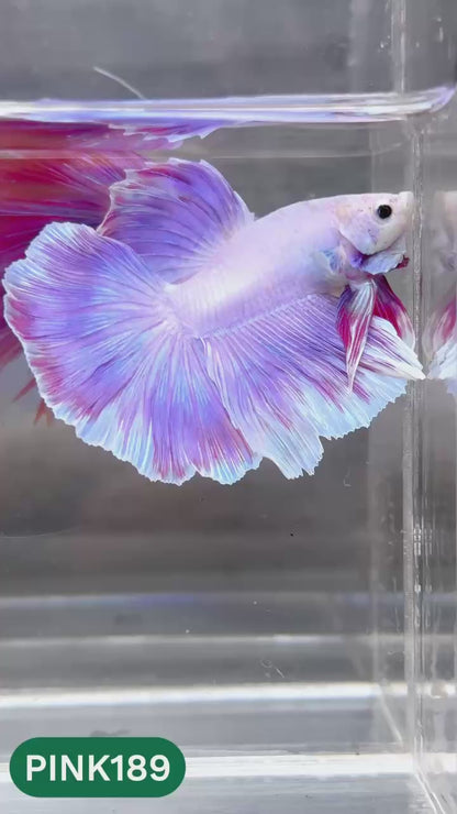 Pink Halfmoon Male Betta Fish | You Pick Fish | Order Directly From Farm