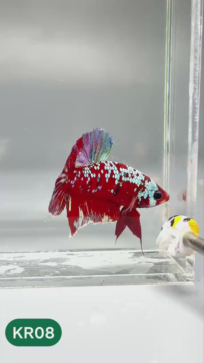 Golden Star Dust Galaxy Plakat Male Betta Fish | Super Rare | You Pick Fish