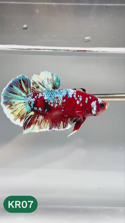 Golden Star Dust Galaxy Plakat Male Betta Fish | Super Rare | You Pick Fish