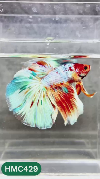 Multicolor Halfmoon Male Betta Fish | Order Directly From Farm | You Pick Fish