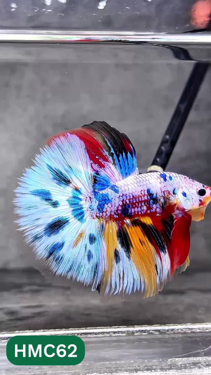 Multicolor Halfmoon Male Betta Fish | Order Directly From Farm | You Pick Fish