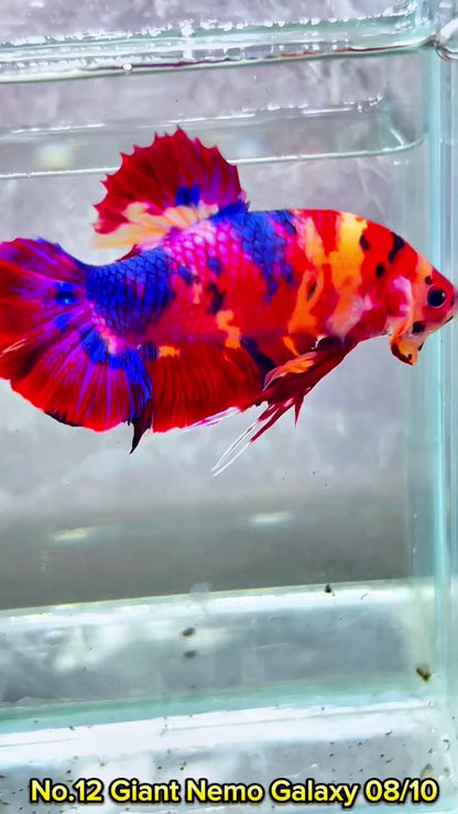 King Giant Plakat Male Betta Fish | You Pick Fish | High Grade