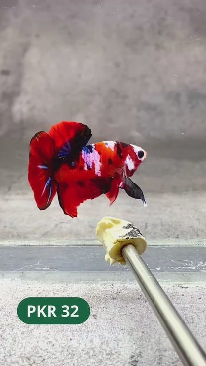 Multicolor Yellow Base Plakat Male Betta Fish | Order Directly From Farm |  You Pick Fish