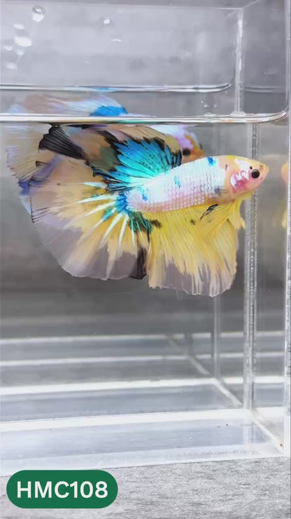 Multicolor Halfmoon Male Betta Fish | High Grade | Order Directly From Farm |  You Pick Fish |