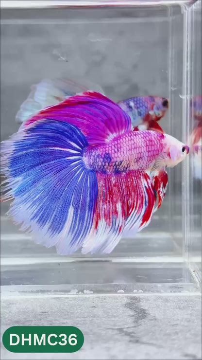 Multicolor Halfmoon Male Betta Fish | Order Directly From Farm | You Pick Fish