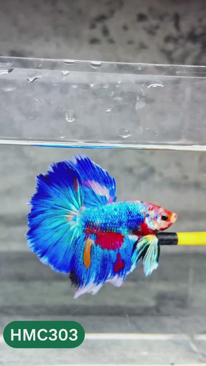 Multicolor Halfmoon Male Betta Fish | High Grade | Order Directly From Farm |  You Pick Fish |