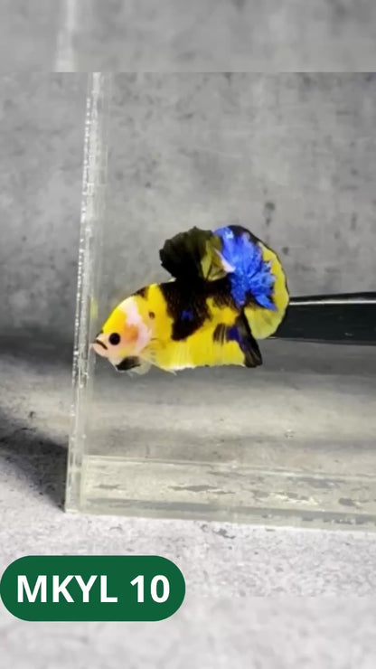 Koi Yellow Plakat Male Betta Fish | Show Grade | You Pick Fish