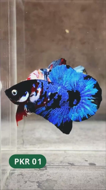 Multicolor Yellow Base Plakat Male Betta Fish | Order Directly From Farm |  You Pick Fish