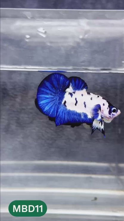 Blue Marble Dot Plakat Male Betta Fish | You Pick Fish