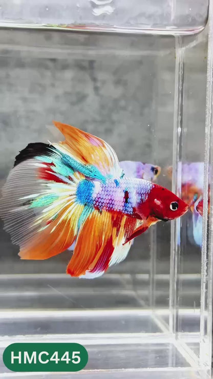 Multicolor Halfmoon Male Betta Fish | Order Directly From Farm | You Pick Fish