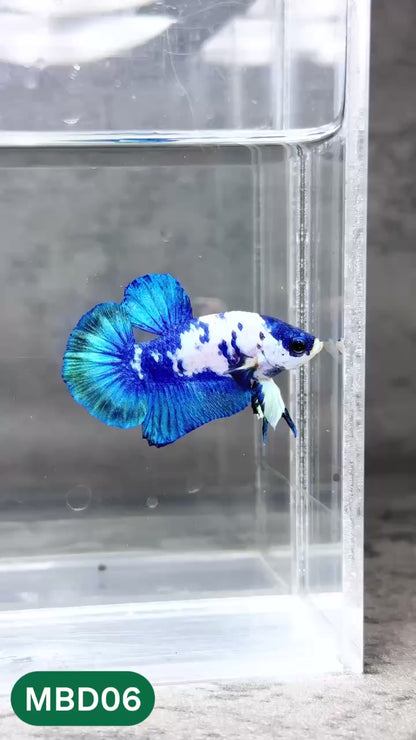 Blue Marble Dot Plakat Male Betta Fish | You Pick Fish