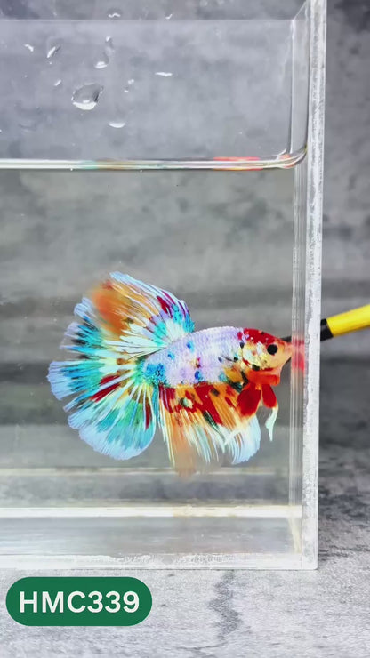 Multicolor Halfmoon Male Betta Fish | High Grade | Order Directly From Farm |  You Pick Fish |