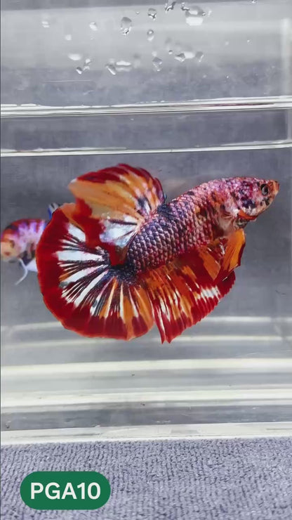King Giant Plakat Male Betta Fish | You Pick Fish | High Grade