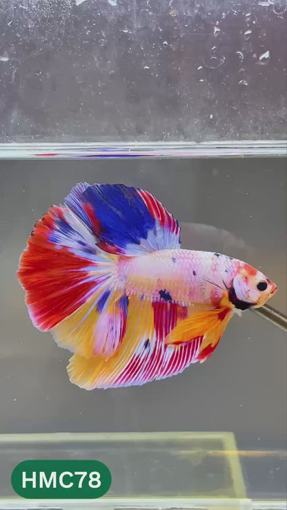 Multicolor Halfmoon Male Betta Fish | High Grade | Order Directly From Farm |  You Pick Fish |