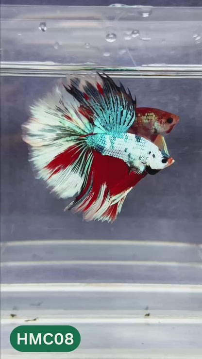 Multicolor Halfmoon Male Betta Fish | Order Directly From Farm | You Pick Fish