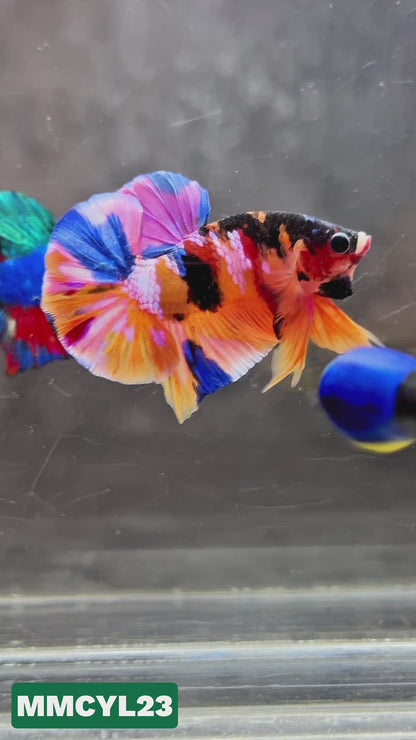 Multicolor Yellow Base Plakat Male Betta Fish | Order Directly From Farm|  You Pick Fish