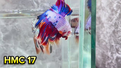 Multicolor Halfmoon Male Betta Fish | High Grade | Order Directly From Farm|  You Pick Fish |