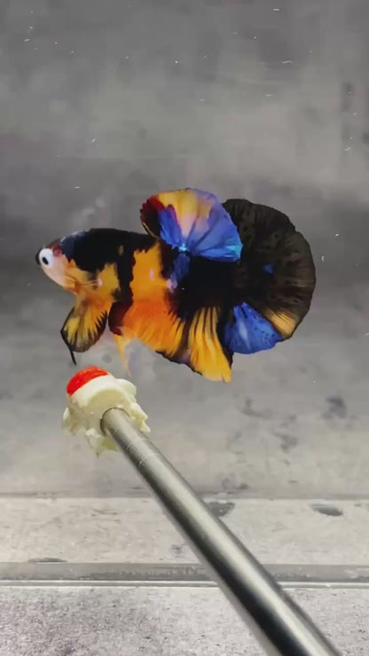 Multicolor Plakat Male Betta Fish |Show Grade|  You Pick Fish