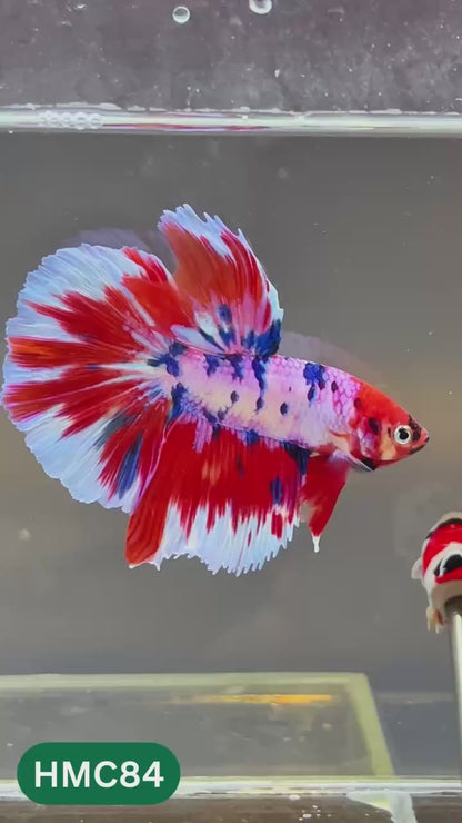 Multicolor Halfmoon Male Betta Fish | High Grade | Order Directly From Farm |  You Pick Fish |