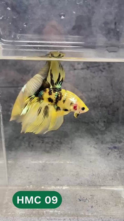 Multicolor Halfmoon Male Betta Fish | High Grade | Order Directly From Farm |  You Pick Fish |