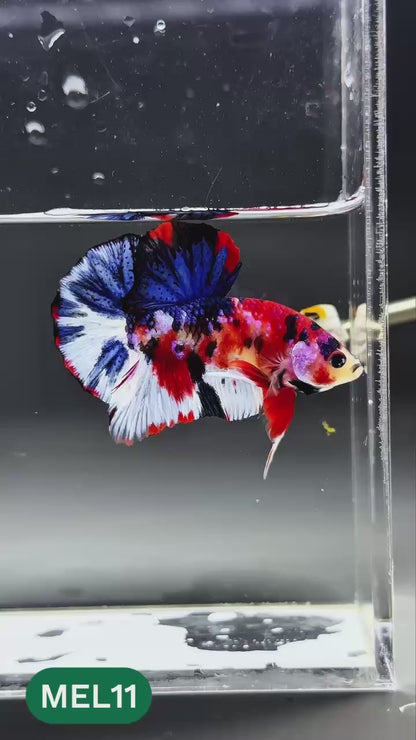 Multicolor Metallic Plakat Male Betta Fish | You Pick Fish | Exclusive Grade