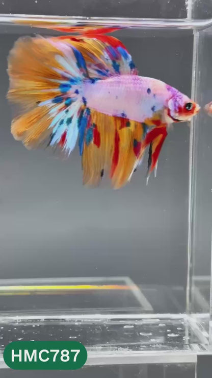 Nemo Halfmoon Male Betta Fish | Order Directly From Farm | You Pick Fish