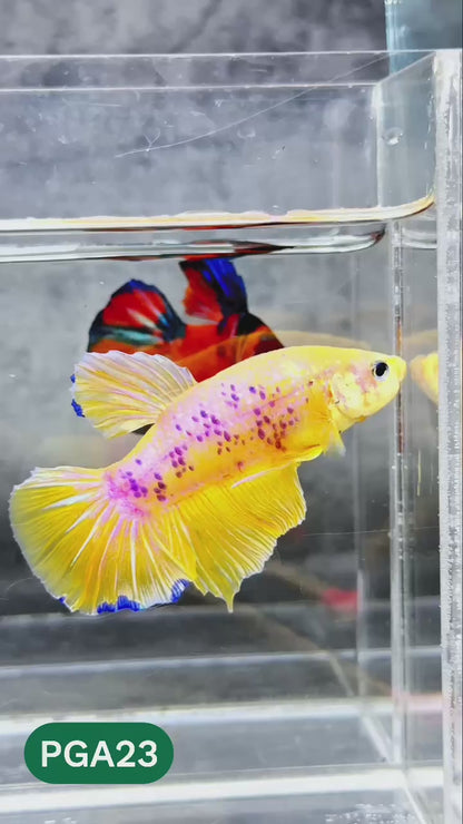 King Giant Plakat Male Betta Fish | You Pick Fish | High Grade
