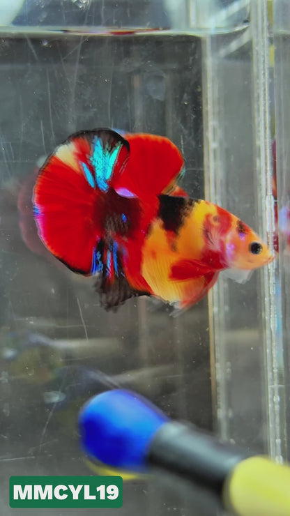 Multicolor Yellow Base Plakat Male Betta Fish | Order Directly From Farm|  You Pick Fish