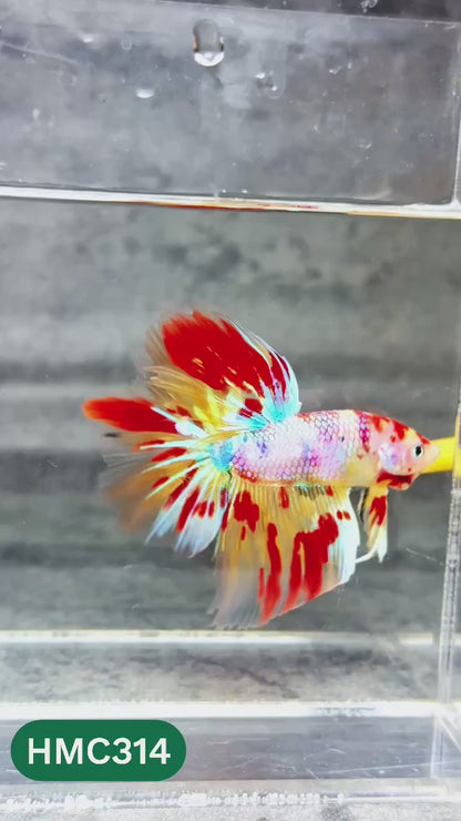 Multicolor Halfmoon Male Betta Fish | High Grade | Order Directly From Farm |  You Pick Fish |