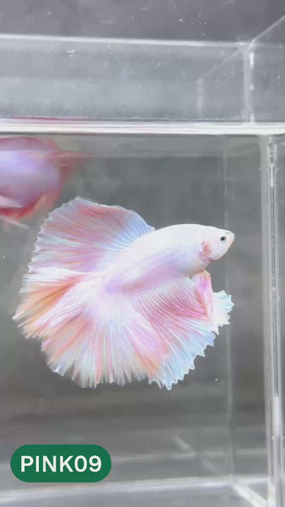 Pink Halfmoon Male Betta Fish | You Pick Fish | Order Directly From Farm