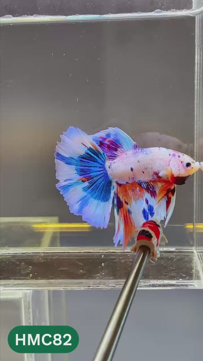 Multicolor Halfmoon Male Betta Fish | High Grade | Order Directly From Farm |  You Pick Fish |
