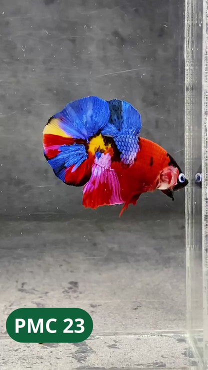 Multicolor Plakat Male Betta Fish |Show Grade|  You Pick Fish