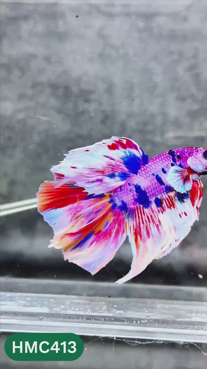 Multicolor Halfmoon Male Betta Fish | High Grade | Order Directly From Farm |  You Pick Fish |