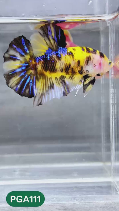 King Giant Plakat Male Betta Fish | You Pick Fish | High Grade
