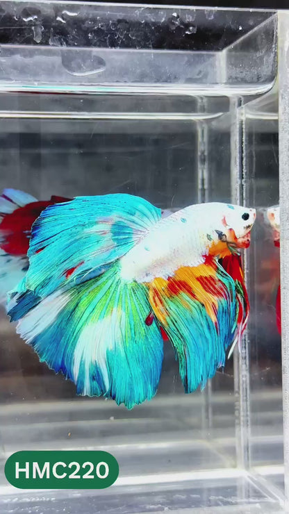 Multicolor Halfmoon Male Betta Fish | Order Directly From Farm | You Pick Fish