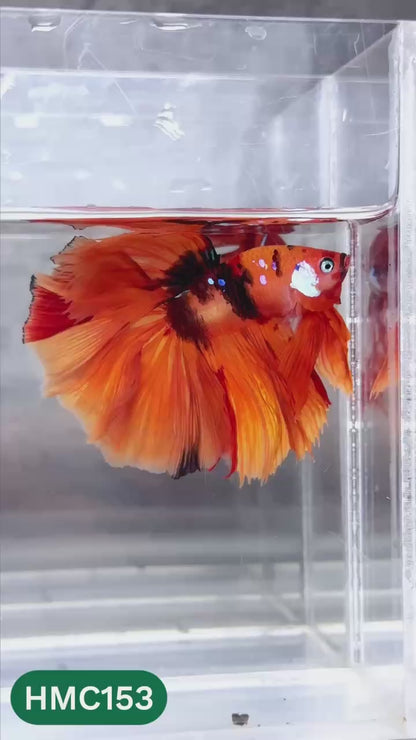 Multicolor Halfmoon Male Betta Fish | High Grade | Order Directly From Farm |  You Pick Fish |