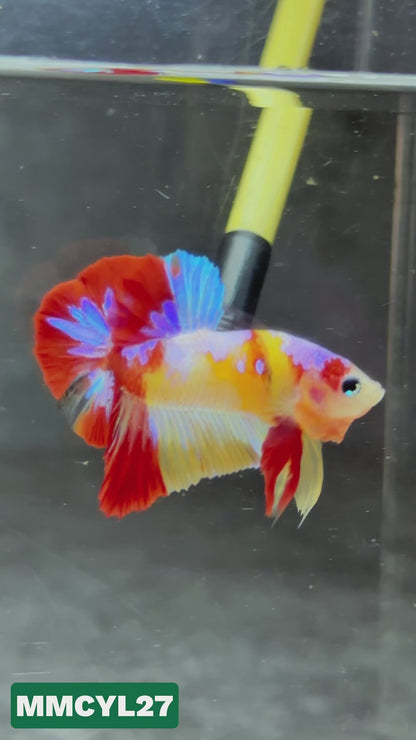 Multicolor Yellow Base Plakat Male Betta Fish | Order Directly From Farm|  You Pick Fish