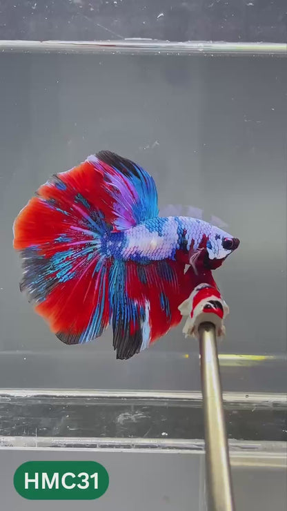 Multicolor Halfmoon Male Betta Fish | High Grade | Order Directly From Farm |  You Pick Fish |
