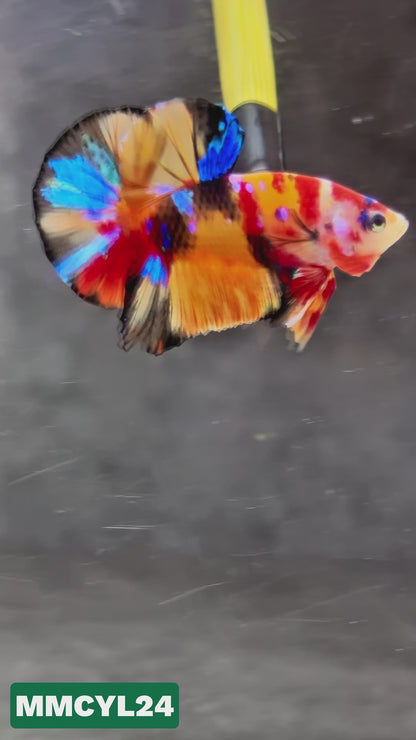 Multicolor Yellow Base Plakat Male Betta Fish | Order Directly From Farm|  You Pick Fish